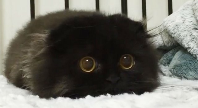 Gimo, ghemotocul de blana cu ochi hipnotizanti
