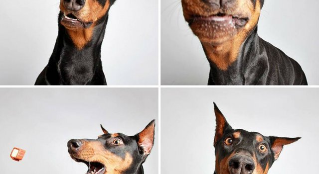14 Caini simpatici in fotografii salvatoare