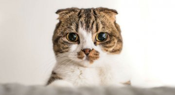 Expresiile pisicilor, in poze sugestive