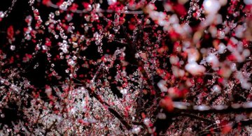 Primavara din Japonia, in cele mai frumoase poze