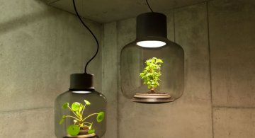 Lampa-ghiveci: Un ornament viu si luminos