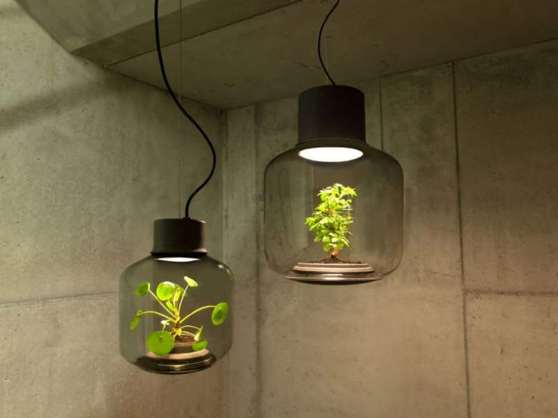 Lampa-ghiveci: Un ornament viu si luminos