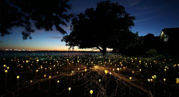 Campul luminii: O experienta luminoasa energizanta
