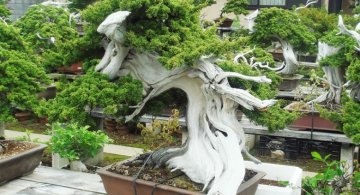 15 Arbori bonsai de o frumusete rara