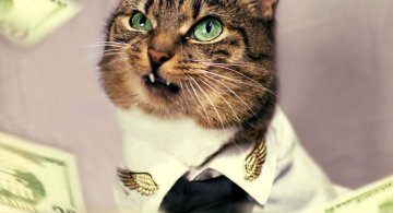 O pisica simpatica intr-un pictorial cu stil