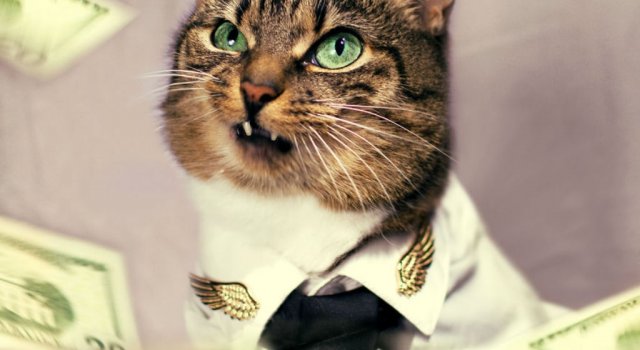 O pisica simpatica intr-un pictorial cu stil