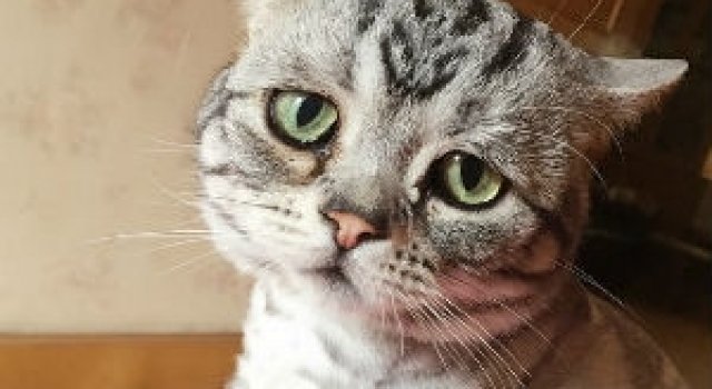 Poze haioase cu pisici expresive