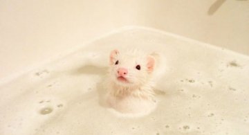 15 Animale simpatice care fac baie
