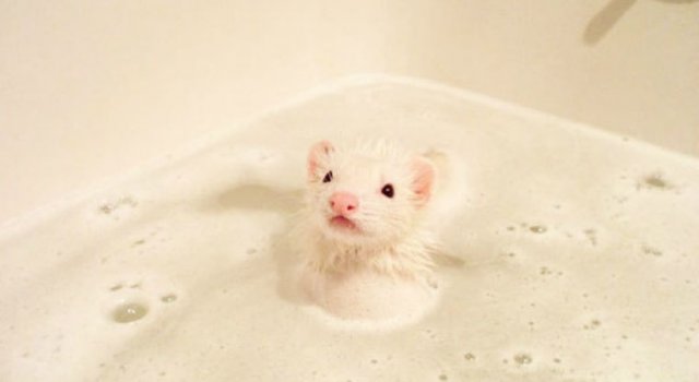 15 Animale simpatice care fac baie