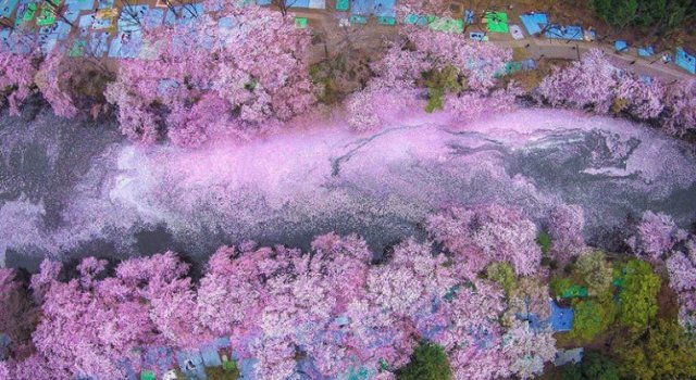 Ciresii infloriti din Japonia, intr-un pictorial de basm