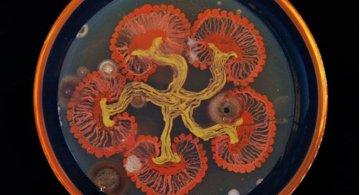 Creatii stiintifice: Arta cu microbi si bacterii
