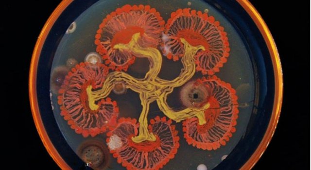 Creatii stiintifice: Arta cu microbi si bacterii