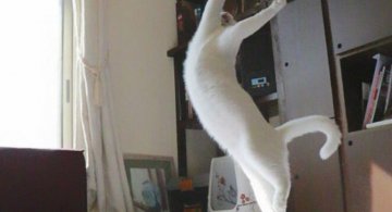 Mirko, cea mai talentata pisica balerina
