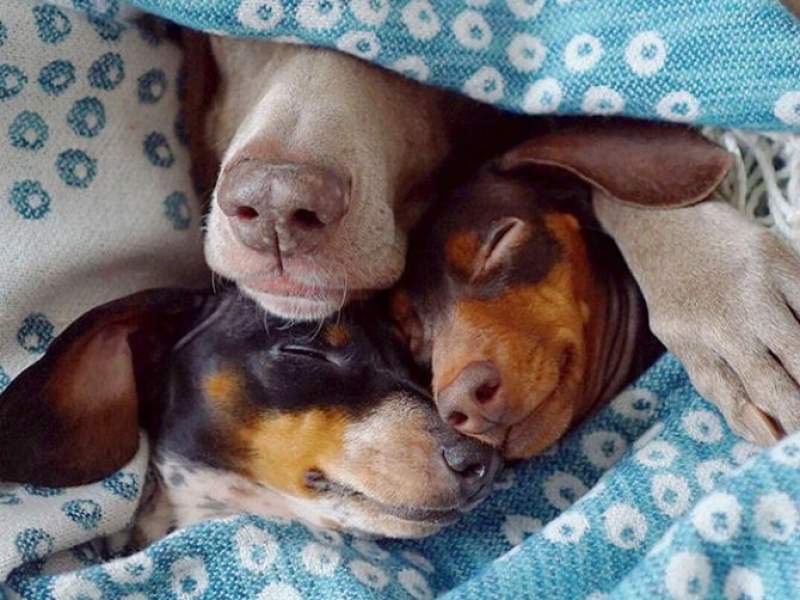 Trei prieteni de nedespartit, in poze adorabile