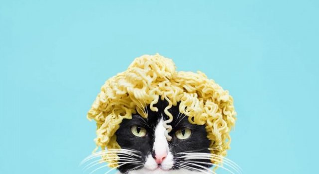 Cheeto, o pisica haioasa, intr-un pictorial trasnit