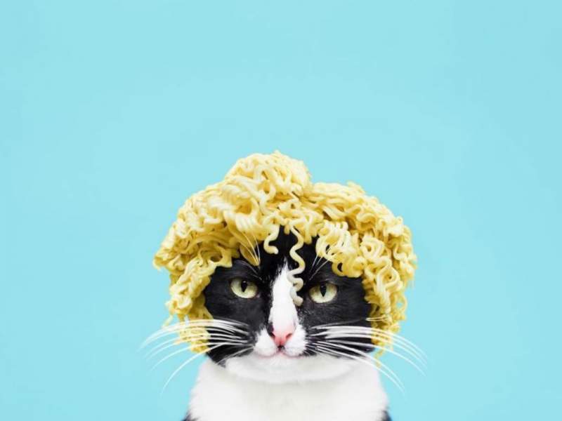 Cheeto, o pisica haioasa, intr-un pictorial trasnit