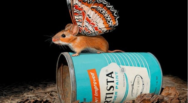 Soricei inaripati, in picturi adorabile