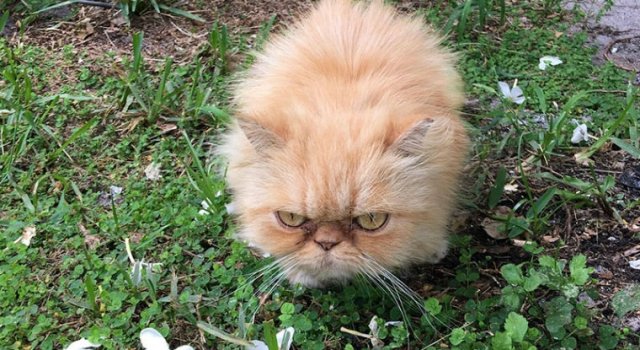 Garfield, cel mai simpatic motan incruntat