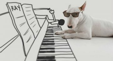 Bull Terrierul Jimmy Choo, intr-un pictorial trasnit