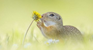 Rozatoare adorabile, intr-un pictorial haios