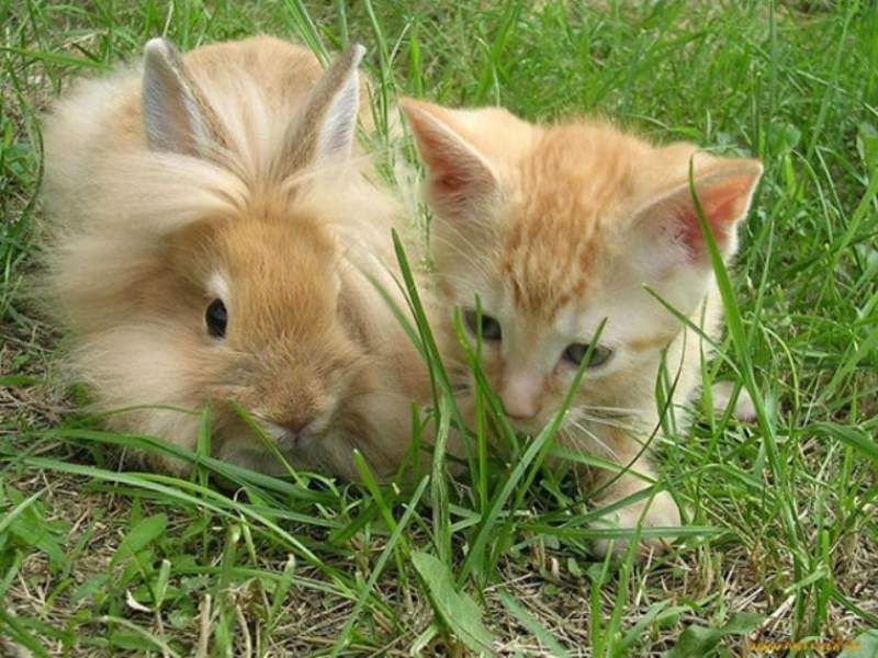 Cele mai bizare asemanari intre animale