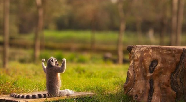Cele mai haioase poze cu animale