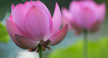 Frumusetea florilor de lotus, de Kunito Imai