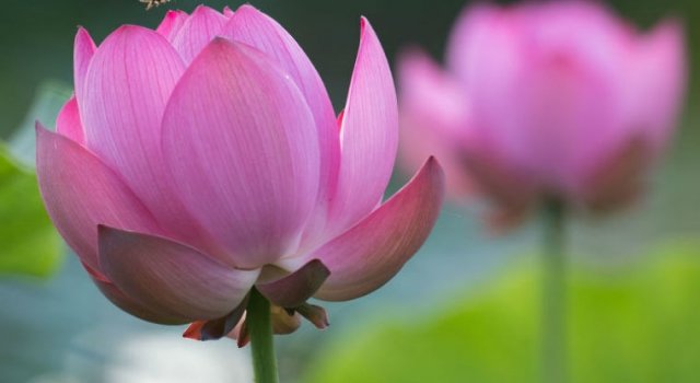 Frumusetea florilor de lotus, de Kunito Imai