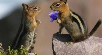 Dragostea pluteste in aer: Tandrete in lumea animala