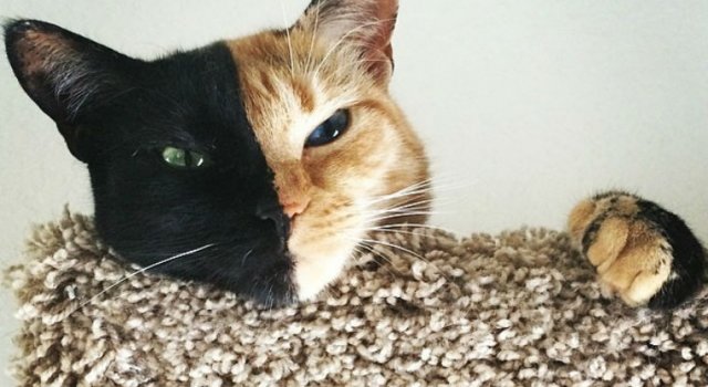 Frumusetea bizara a pisicii cu doua fete