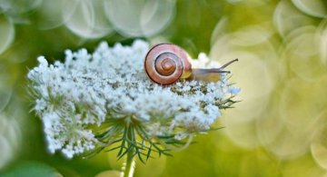 Florile ochilor mei: Picturi din sanul naturii