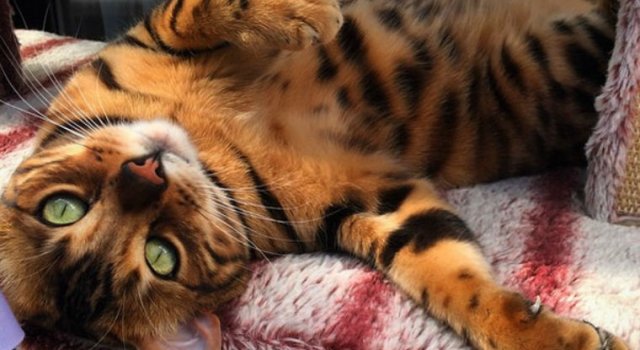 Thor, o frumusete de motan, in poze superbe