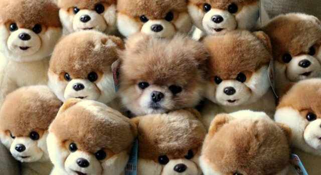 Asii camuflajului: Animale simpatice pierdute in decor