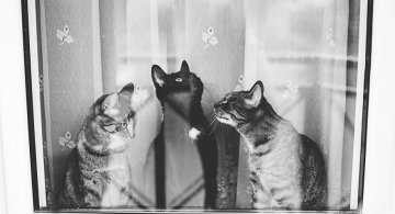 Pisici la fereastra, in poze alb-negru