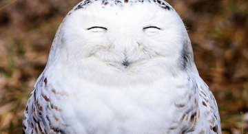 Premiile Comedy Wildlife: Poze amuzante cu animale salbatice