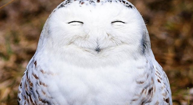 Premiile Comedy Wildlife: Poze amuzante cu animale salbatice