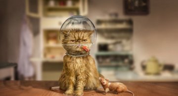 Povesti cu animalute haioase, in poze suprarealiste
