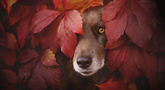 Portrete autumnale de suflet, de Anne Geier
