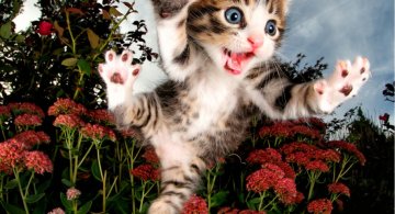 Pisicute adorabile surprinse in aer
