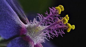 Lumea insesizabila cu ochiul liber, in fotografii macro