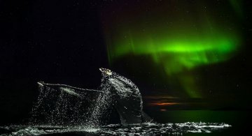 Balenele din Oceanul Inghetat, in poze superbe