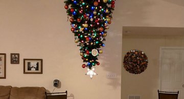 Ingeniozitate dusa la extrem: Cum protejati brazii de caini si pisici