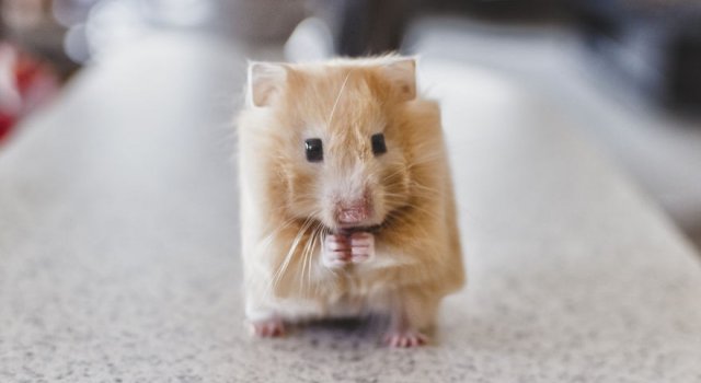 Poze Animale Creion A Caini