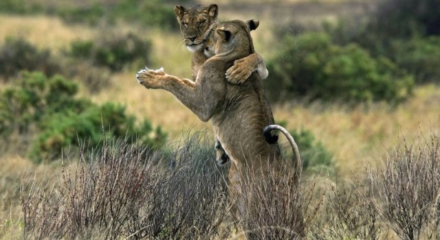 Dans si veselie: Animale haioase, in ipostaze unice