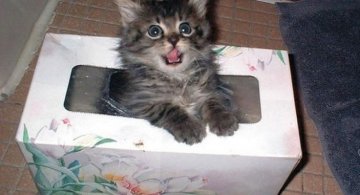 Pisici poznase ascunse in fel de fel de locuri