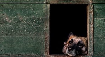 Cel mai bun prieten al omului, in poze superbe