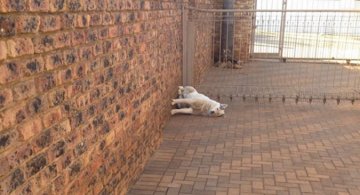 Viata secreta a animalelor de companie, in poze amuzante