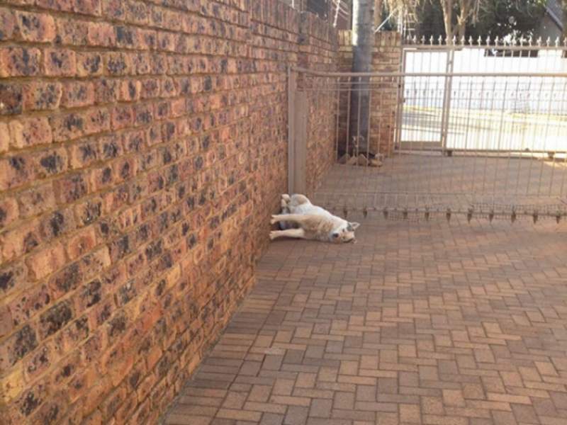 Viata secreta a animalelor de companie, in poze amuzante
