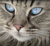 Studiile au demonstrat: Pisicile au puteri terapeutice