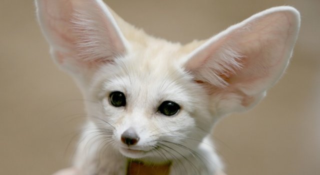 Cele mai dragute animale din lume, intr-un pictorial adorabil